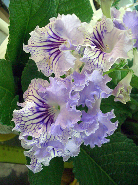 CIMG0064.JPG
