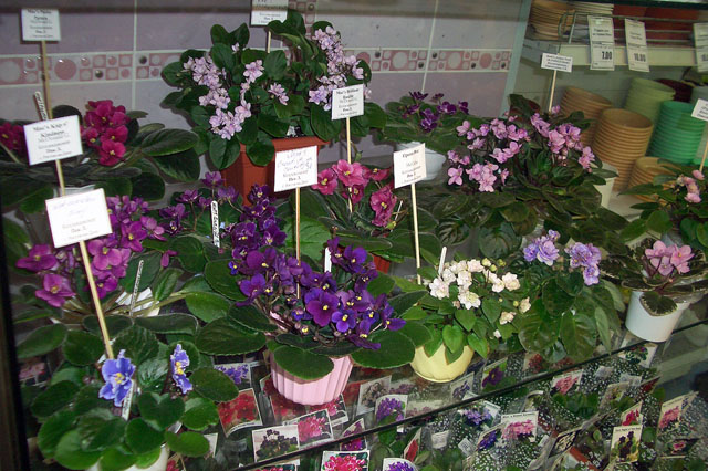 мини.JPG