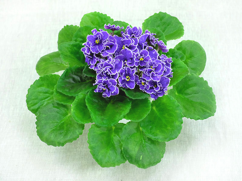 Grape-Glory-Неволина.jpg
