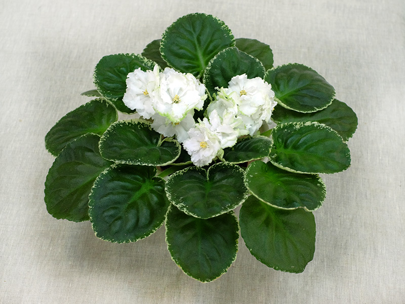 ЛЕ-Абигайль-Стуленкова.jpg