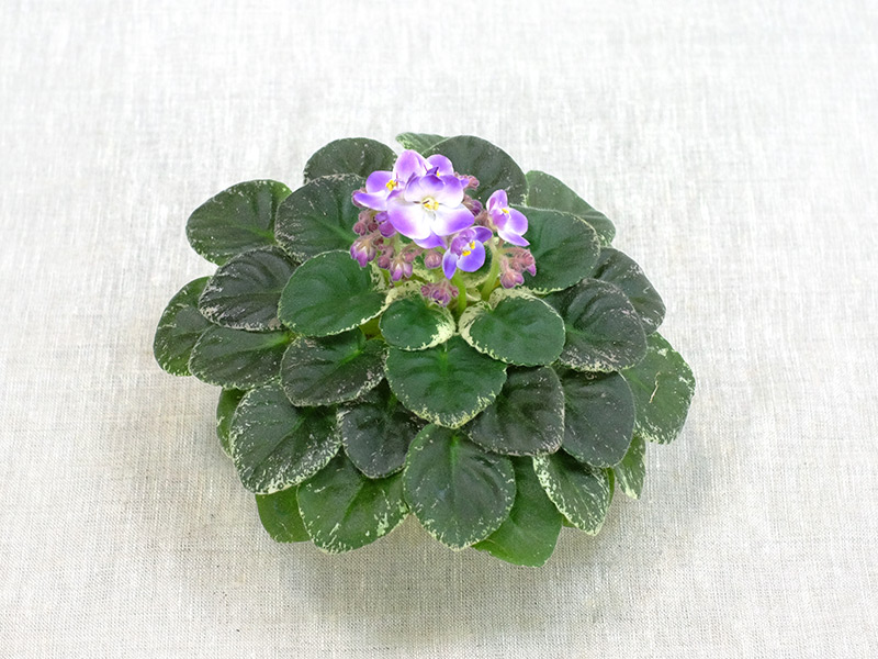 Plumberry-Glow-Прядкина.jpg
