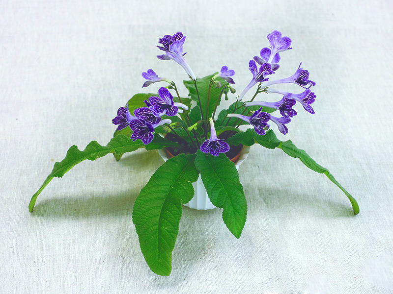 Little-Kan-Павлова.jpg