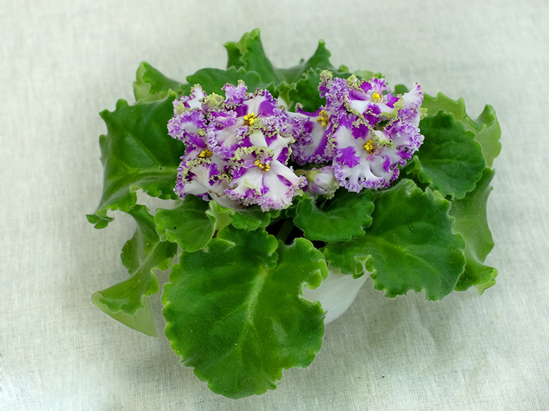 Bloom's-Debut-Дом-фиалки.jpg