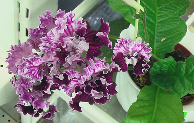 DS-Лена.JPG