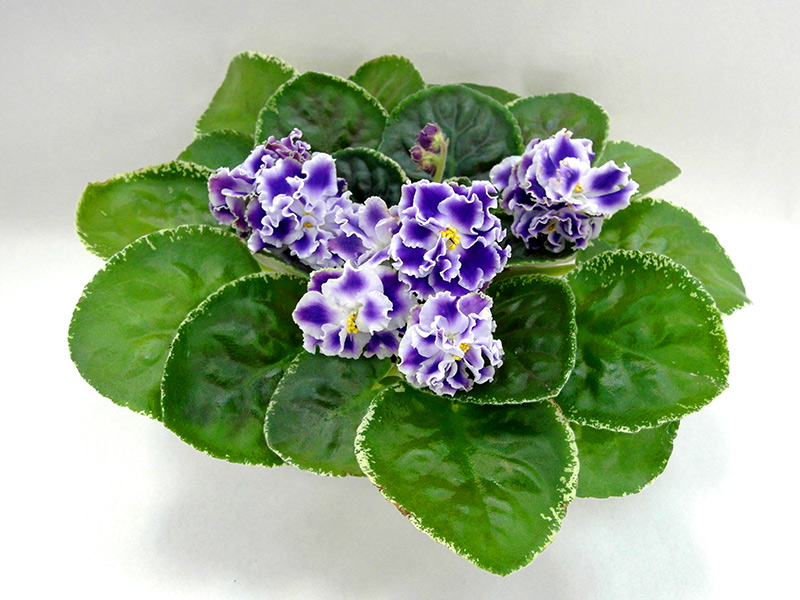 Летние Сумерки (Морев)