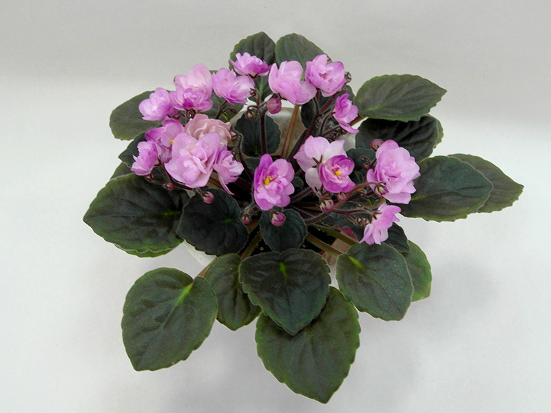 Ness` Satin Rose(Ness)