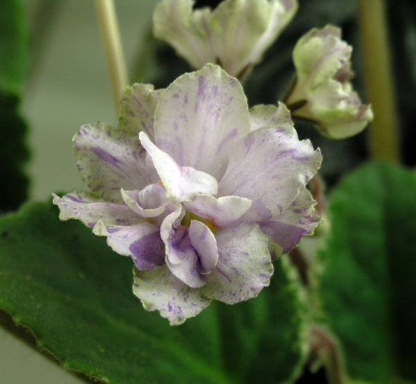 Ma's Prince Froggie (O. Robinson), колл. О. Прядкина.