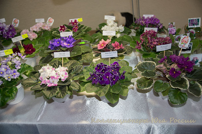 DSC_6373.jpg