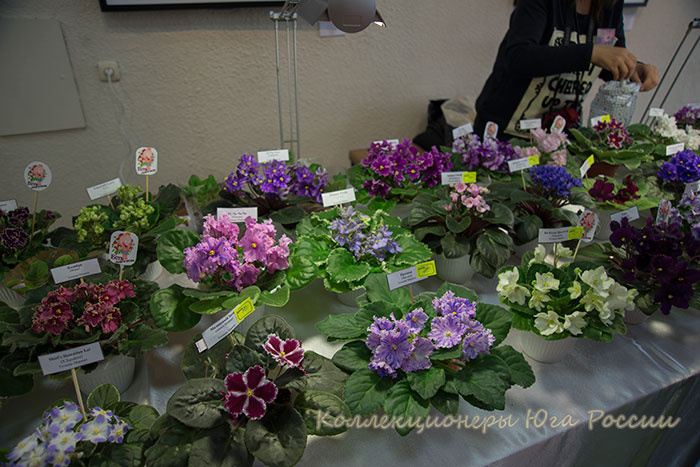 DSC_6378.jpg