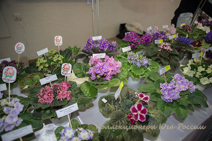 DSC_6379.jpg