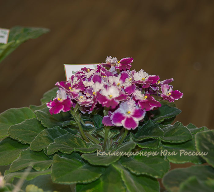 DSC_6426.jpg