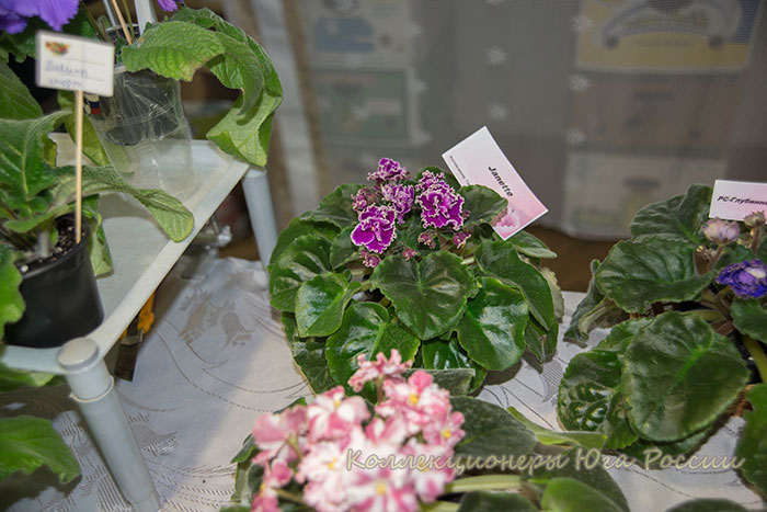 DSC_6344.jpg