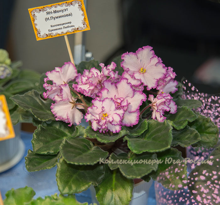 DSC_6360.jpg