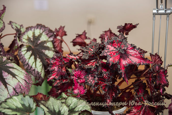 DSC_6396.jpg