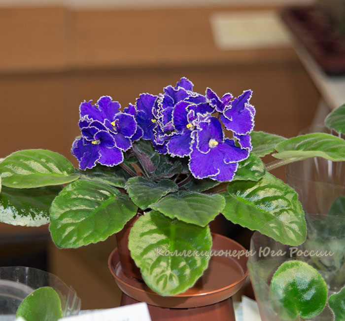 DSC_6417.jpg