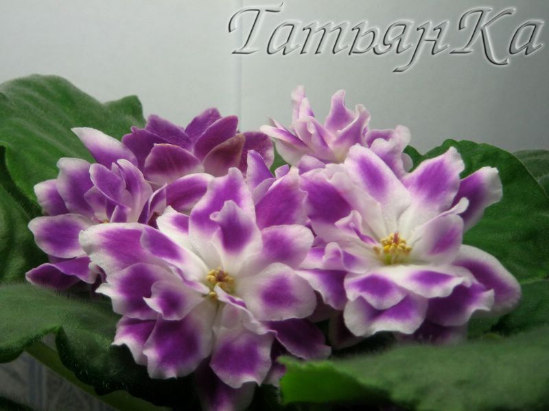 IMG_7348 [%P].JPG