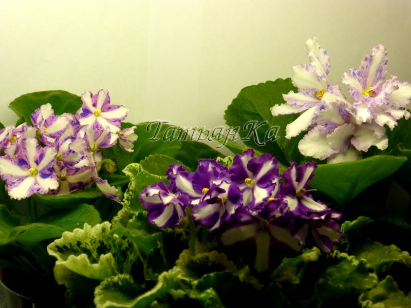 P1000044 [%P].JPG