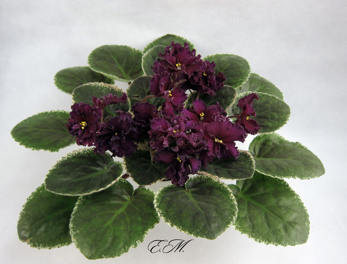 Ma's Purple Poodle.jpg