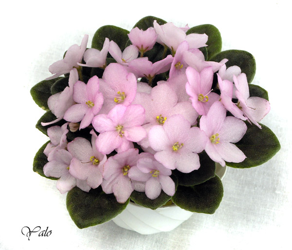 3 место – Rob's Pink Buttercups (R. Robinson), колл. В. Хохлова