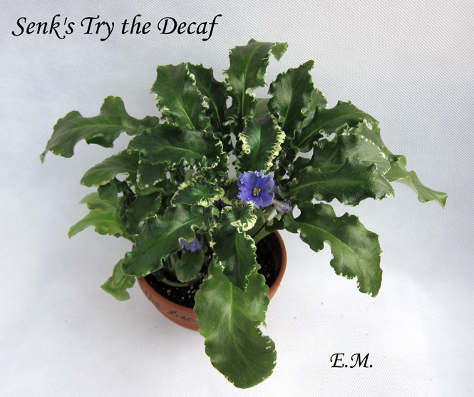 Senk's-Try-the-Decaf.jpg