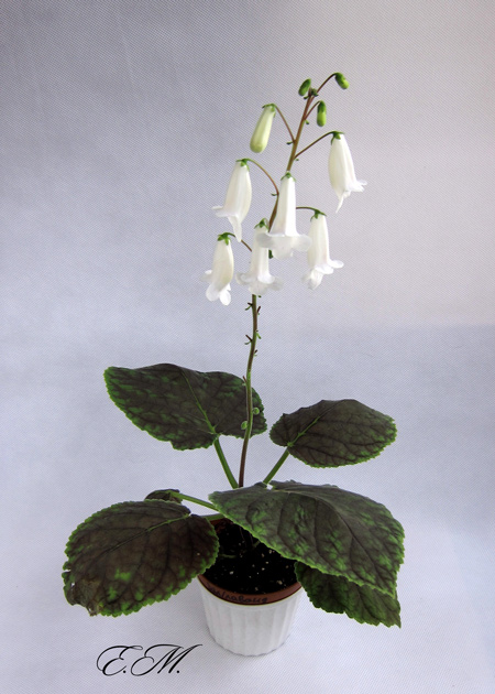 Silver-Bells.jpg