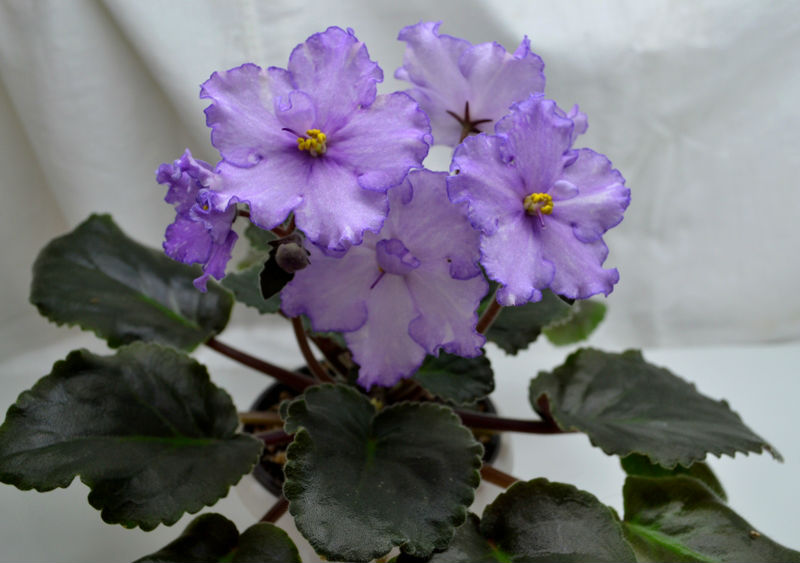 Dn-Fleur.JPG
