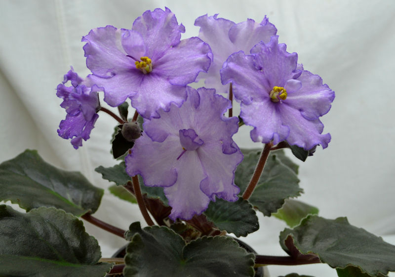 Dn-Fleur1.JPG
