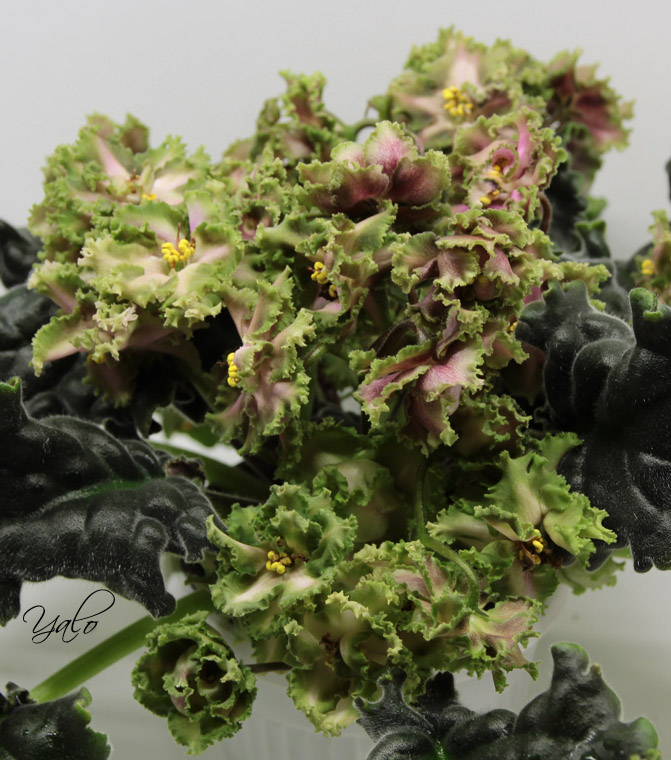 ЛЕ-Медный Всадник1.jpg