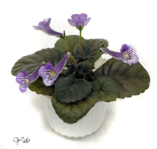 1 место – минисиннингия Country Crocus (Belisle), колл. Дом Фиалки