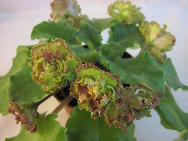 Allegro-Pink-Pistachio.jpg