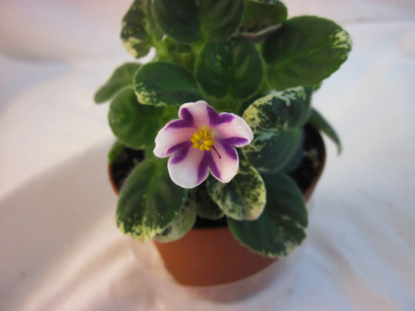 Cathy's-Fireworks.jpg