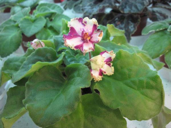 Lyon`s-Grow-Jewel.jpg