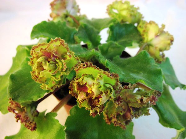 Allegro-Pink-Pistachio.jpg