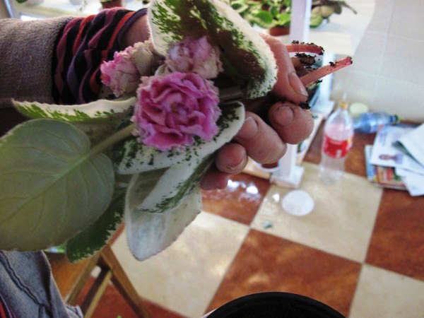 IMG_4774k.jpg