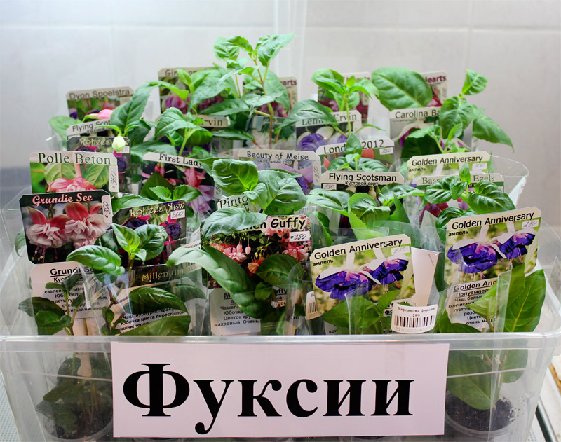 фуксии.jpg