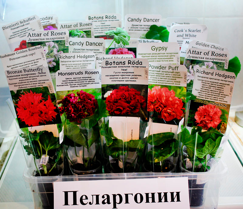 пеларгонии.jpg