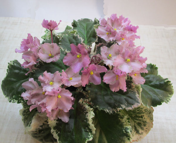Wild-Irish-Rose.jpg