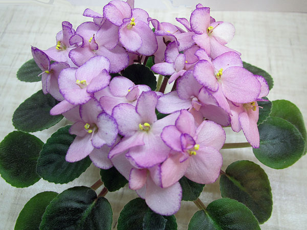 Ness-Pink-Confetti2.jpg