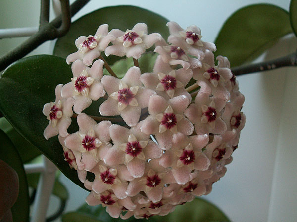Hoya-carnosa-cv.-Krinkle-8.jpg