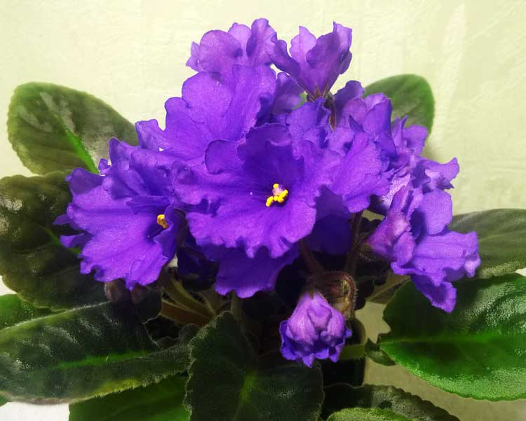 Senk's-Big-Bells.jpg