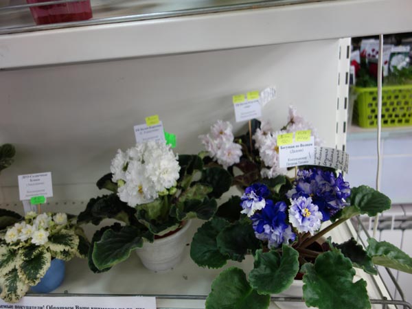 DSC02874.jpg