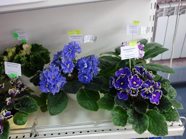 DSC02875.jpg