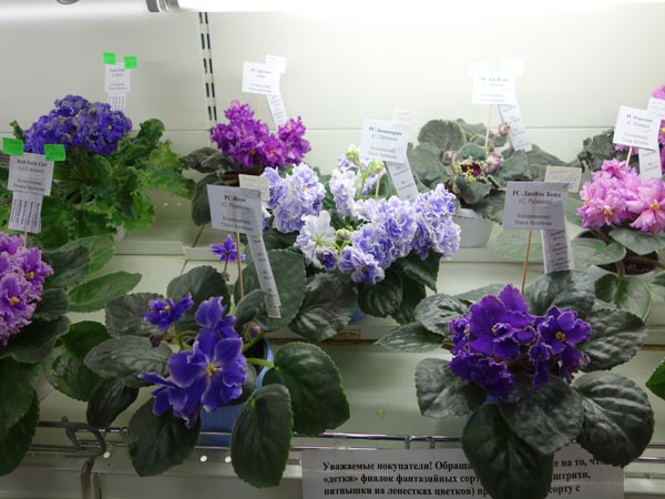 DSC02884.jpg