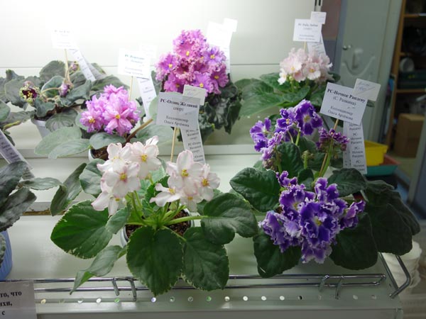 DSC02887.jpg