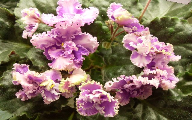 Rossie Ruffles колл Лазутиной Ольги
