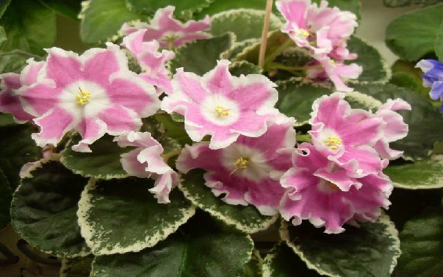 Очень яркий Pink Sensation колл. Лескова Елена