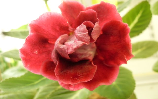 SDC15044.JPG