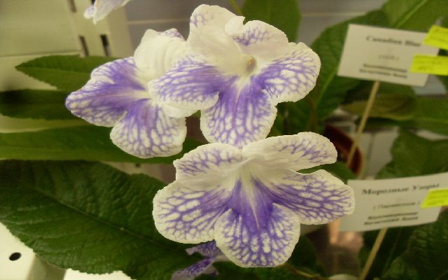 Воздушные цветы Canadian Blue из коллекции Кочетковой Анны