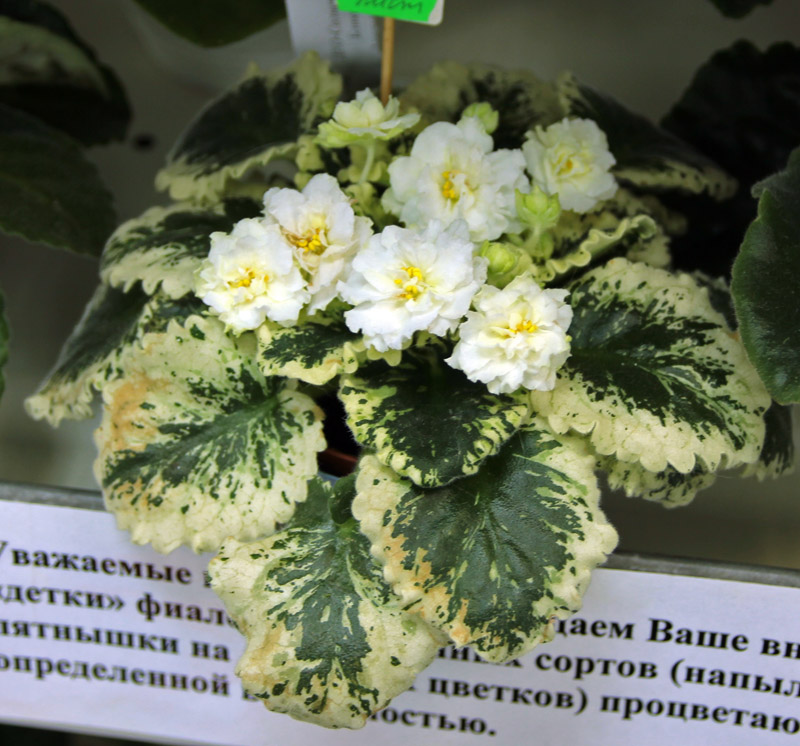 ДЕО-Солнечные Блики