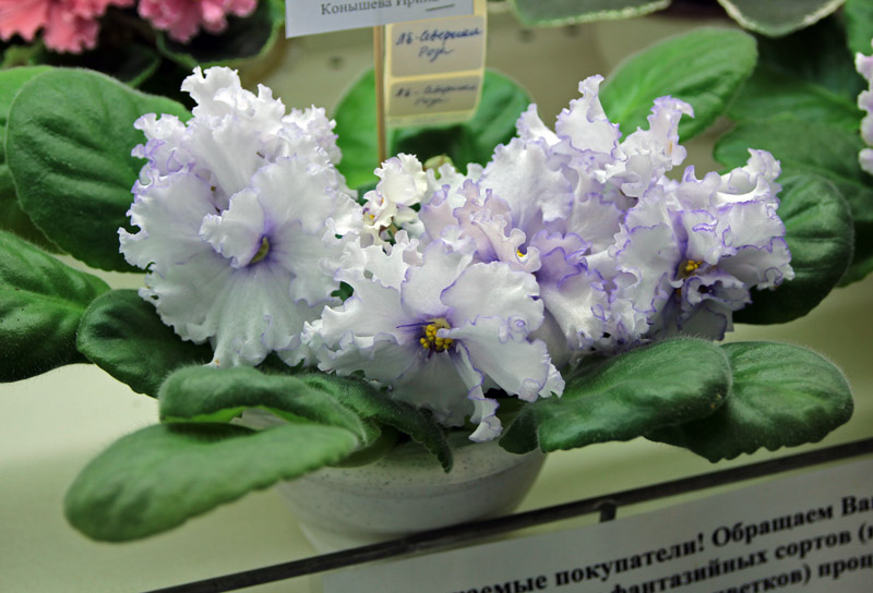 ЛЕ-Северная Роза